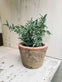 Thyme i potte - VIAMAJA.DK