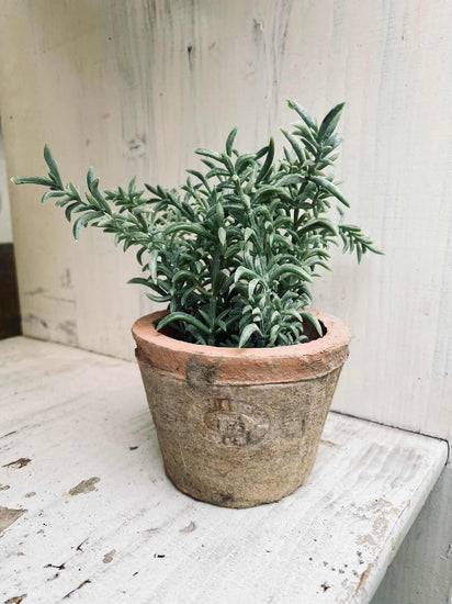Thyme i potte - VIAMAJA.DK