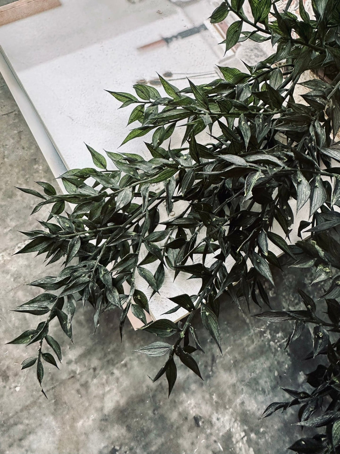 Tørret blomster – Dark green ROSSA - VIAMAJA.DK