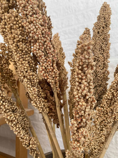 Wild Corn – Sahara – 20stk - VIAMAJA.DK