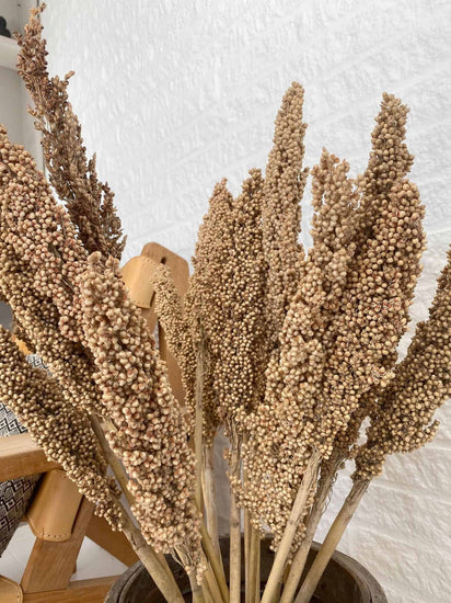 Wild Corn – Sahara – 20stk - VIAMAJA.DK